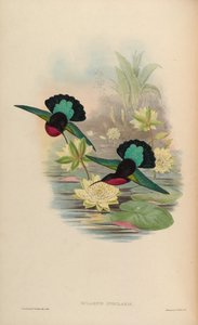 Eulampis jugularis